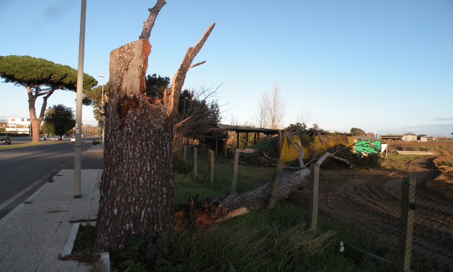 Raffiche Di Vento, Alberi In Caduta Libera - Fregeneonline.com